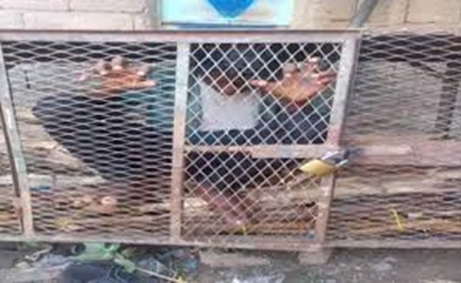 جرائم الحوثيين البشعة متواصلة