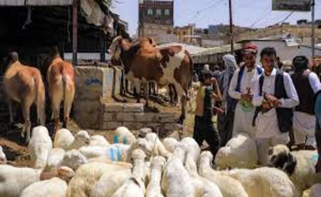 “حملة نادرة” في صنعاء…الحوثيون يلاحقون الراغبين بشراء الأضاحي