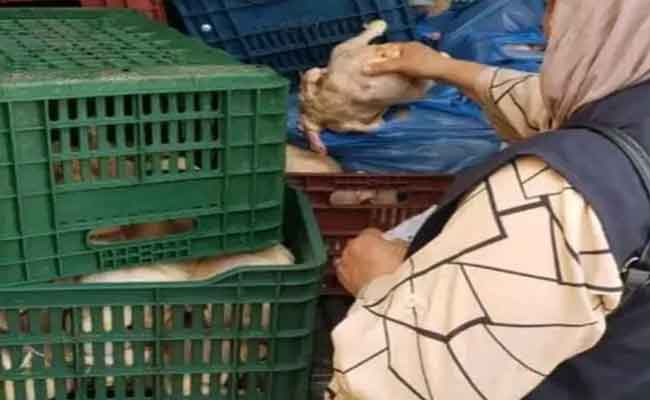 إتلاف أزيد من طن دجاج غير صالح للاستهلاك بتيزي وزو