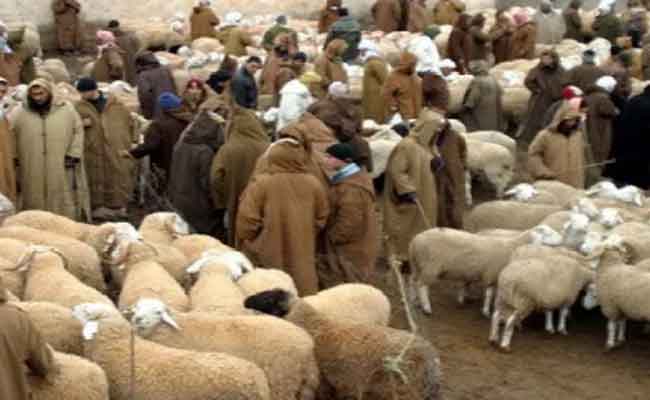 الحمى القلاعية تتسبب في غلق أسواق المواشي بقسنطينة