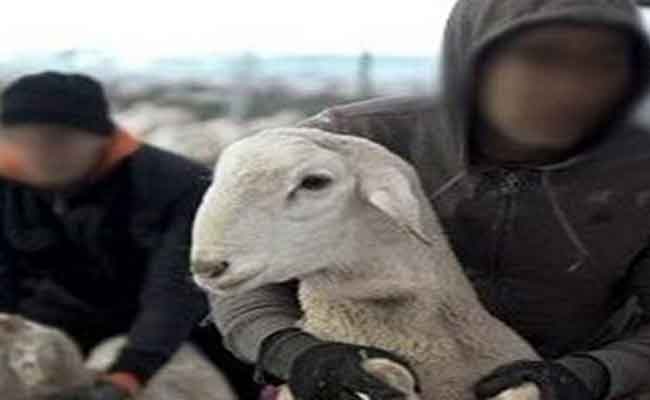 سرقة 11 رأس غنم بعد تنويم حارس مواشي بالشراقة