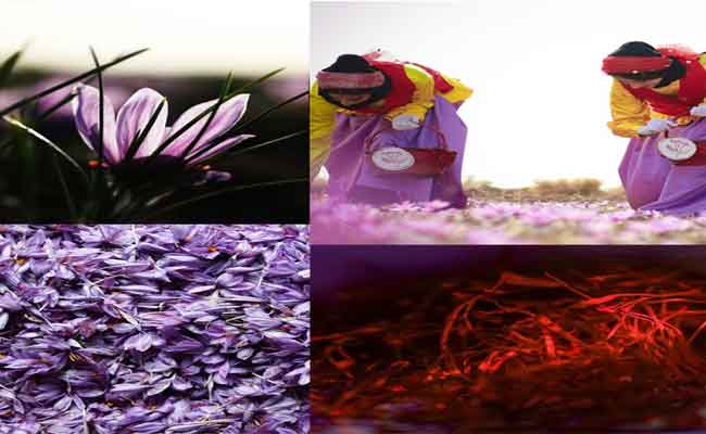 الزعفران…الذهب الأحمر الذي يزيّن جمالك هذا الموسم
